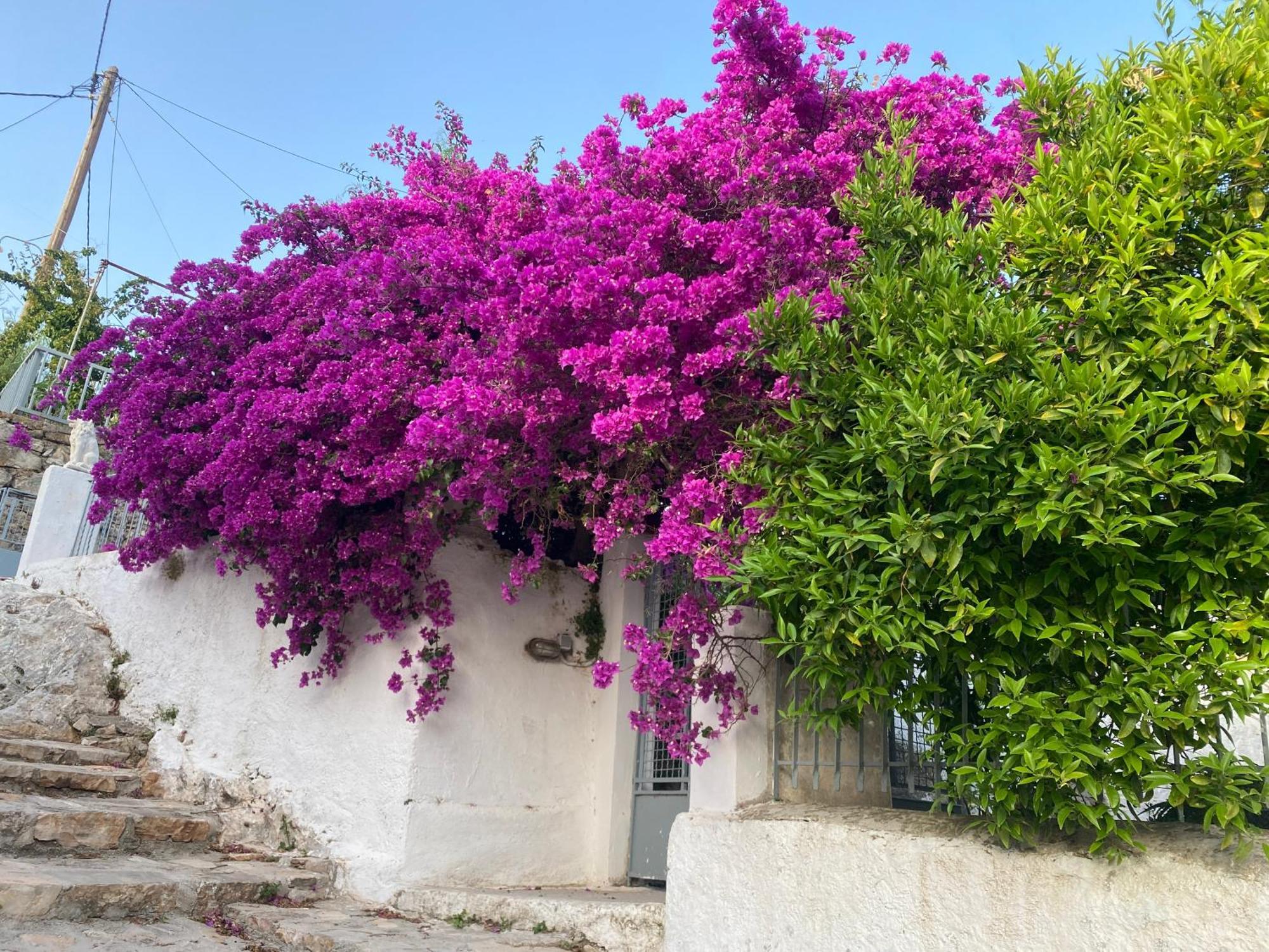 Antiklea Villa Vathy  Dış mekan fotoğraf